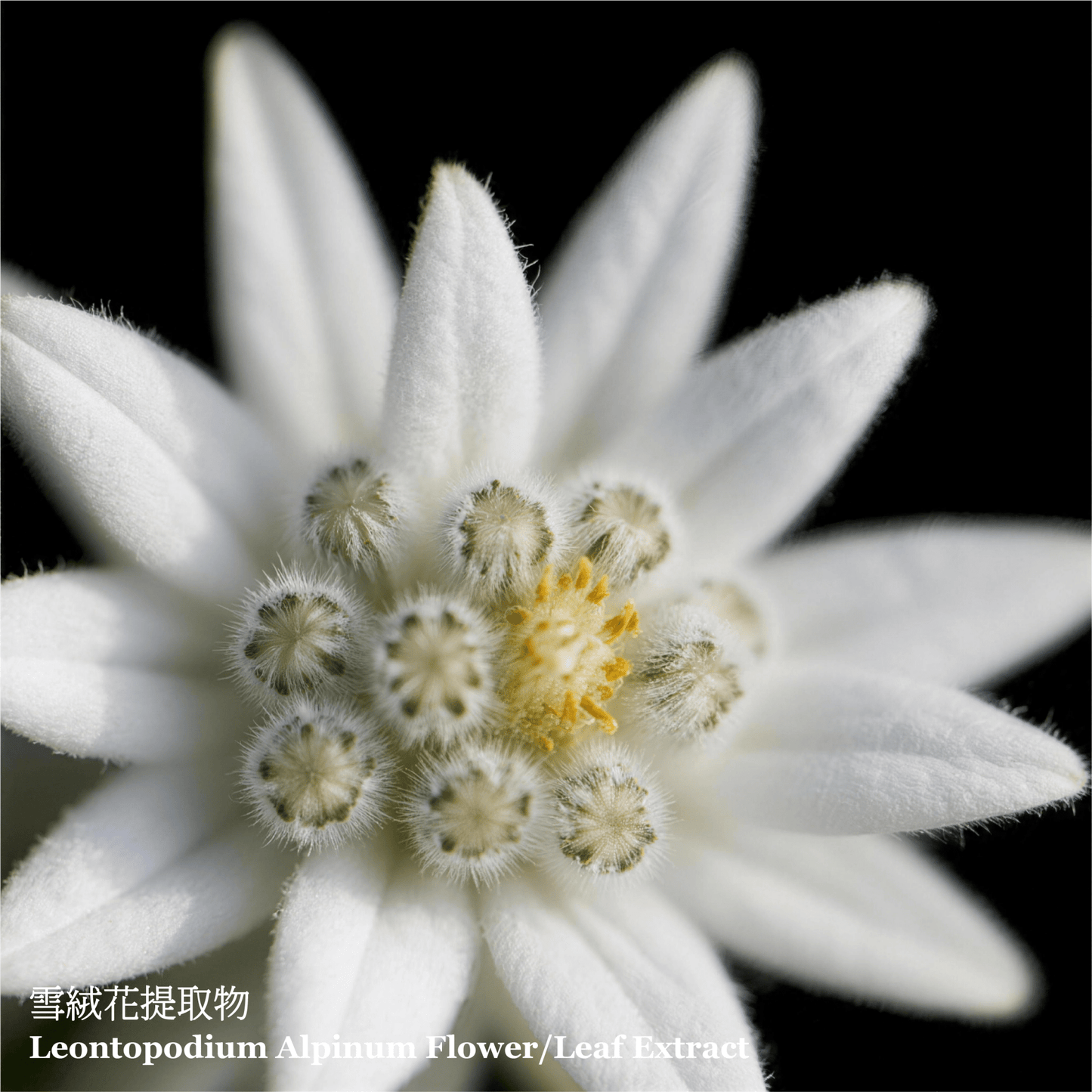 雪凝光亮美肌保濕乳液 (50毫升) - ELEMONT