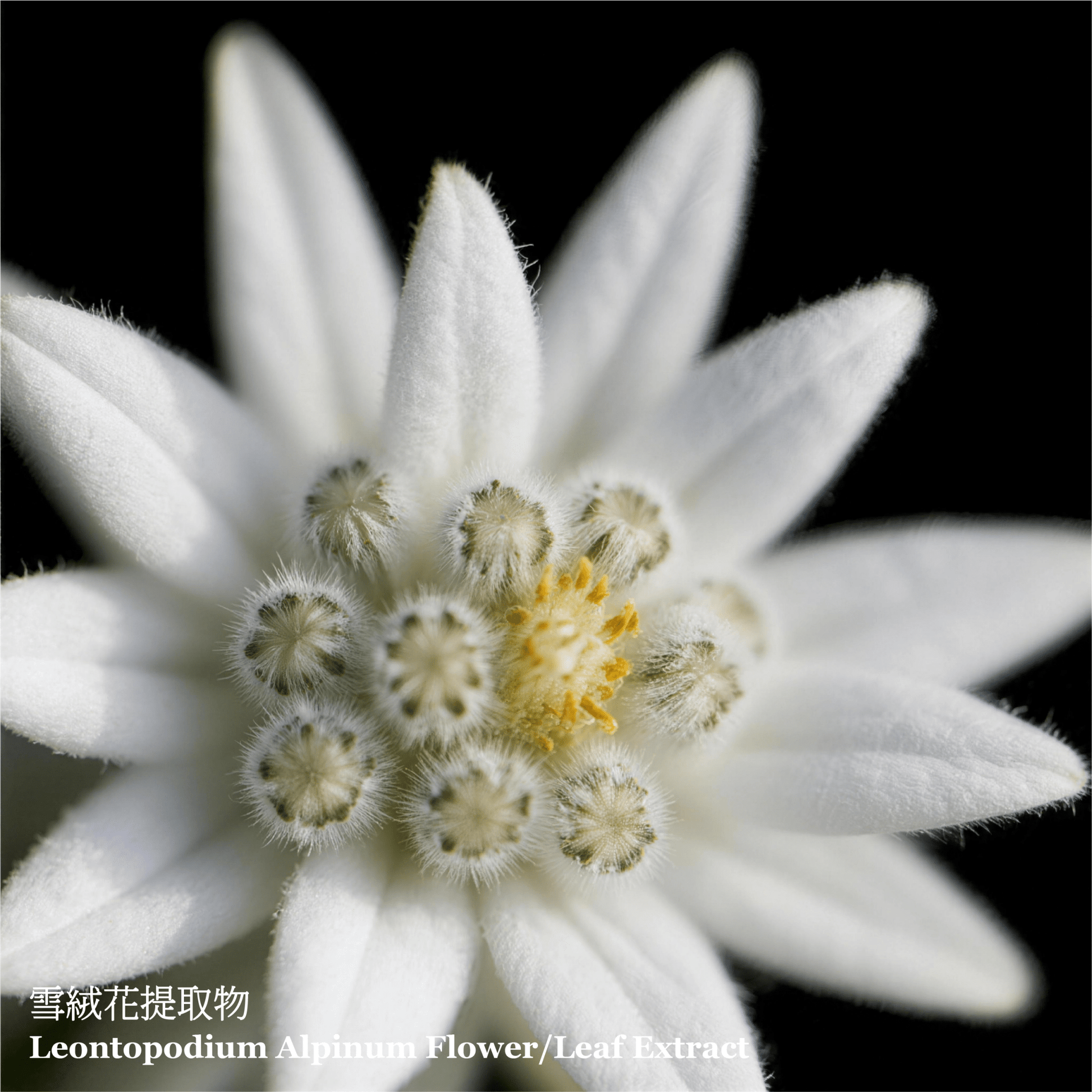 雪凝光亮美肌保濕乳液 (50毫升) - ELEMONT