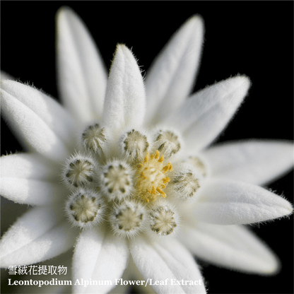 雪凝光亮美肌保濕乳液 (50毫升) - ELEMONT