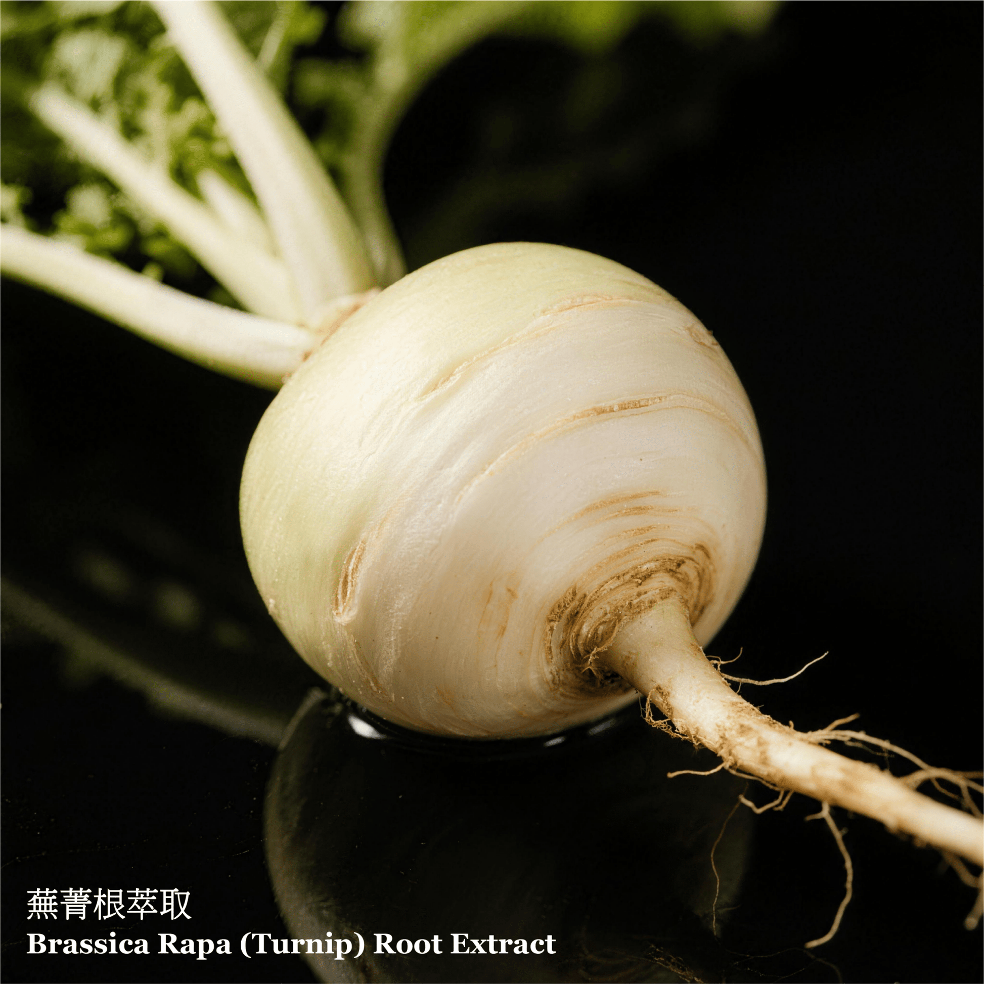 滋潤活膚再生緊緻抗皺面膜 (50毫升) - ELEMONT